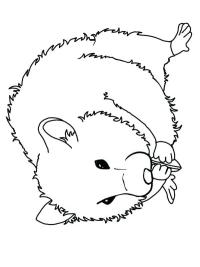 Hamsteri