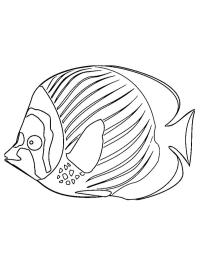 Kala