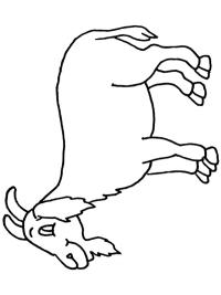 Vuohi