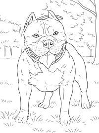 Amerikanbully
