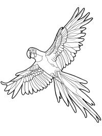 Ara-lintu