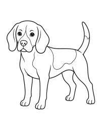 Beagle
