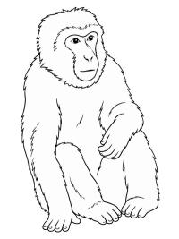 Berberiapina