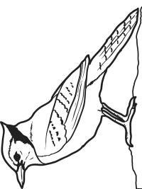 Sinit&ouml;yht&ouml;n&auml;rhi