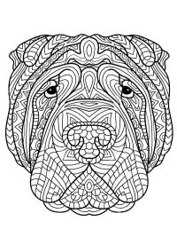 Bokseri aikuisille