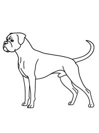 Bokseri