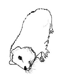 Marsu