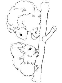 Oravat