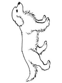 Koira