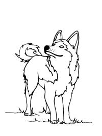 Huskykoira