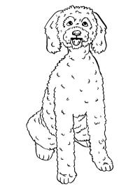 Labraduudeli eli labradoodle