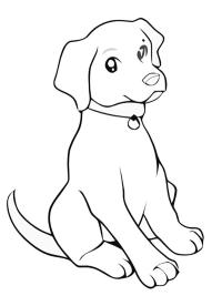 Labradorin pentu