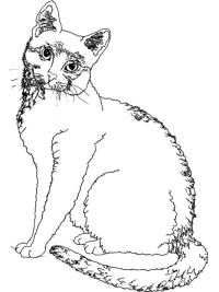Kissa