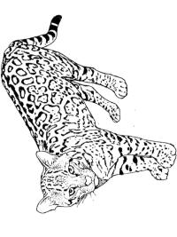 Leopardi