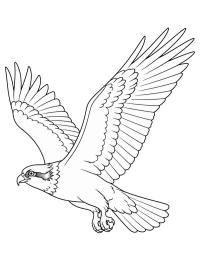 Kalas&auml;&auml;ski
