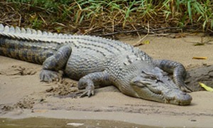 Krokotiili